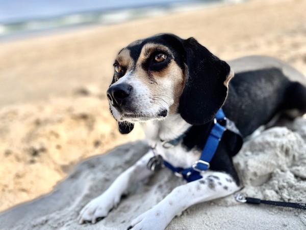 Beagle looking dogged on the beach.